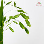 Mini Chasmanthium Grass 小盼草 - (Per Bundle)