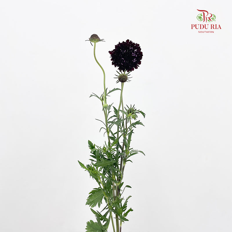 Scabiosa Purple 蓝盆花 - (Per Bundle)
