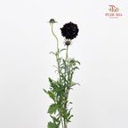 Scabiosa Purple 蓝盆花 - (Per Bundle)
