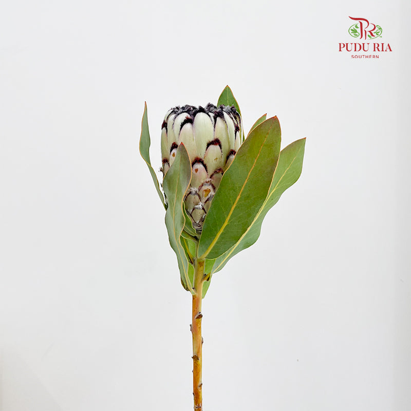 Protea Cynaroides 帝王花 - (Per Stem)