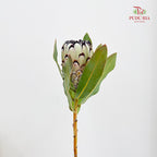 Protea Cynaroides 帝王花 - (Per Stem)