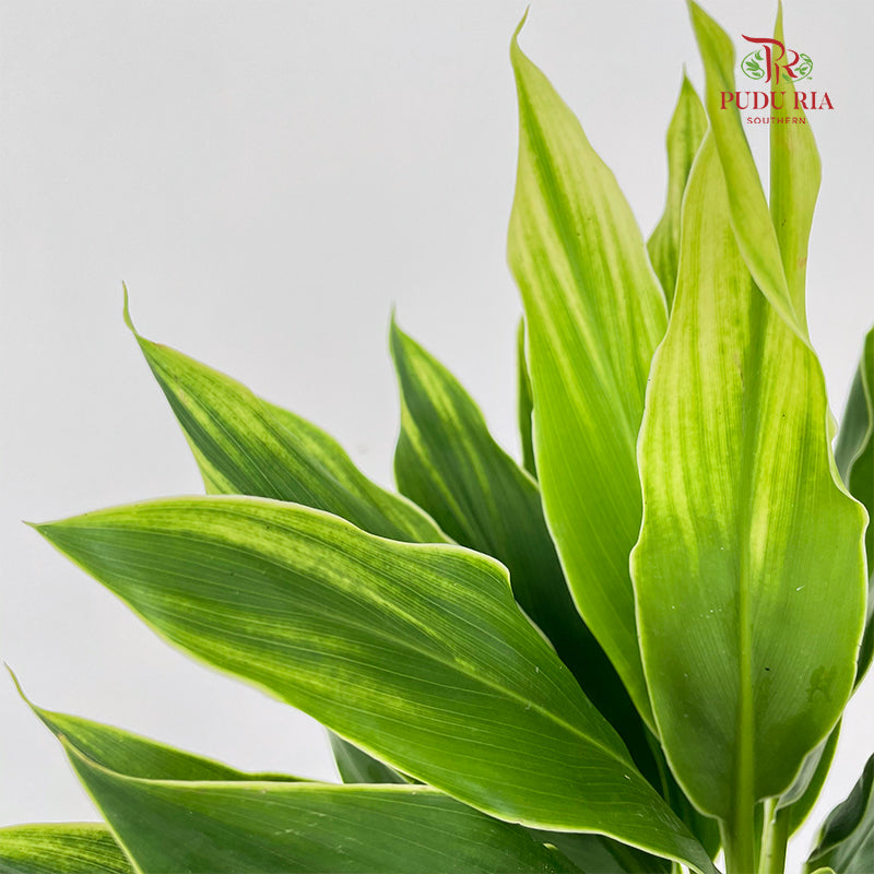 Snow White (Cordyline Green) 绿朱蕉 (S) - (5 Stems)