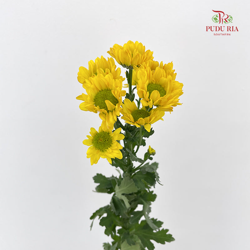 Chrysanthemum Pompom Daisy Yellow Brown 1 - (10-12 Stems)