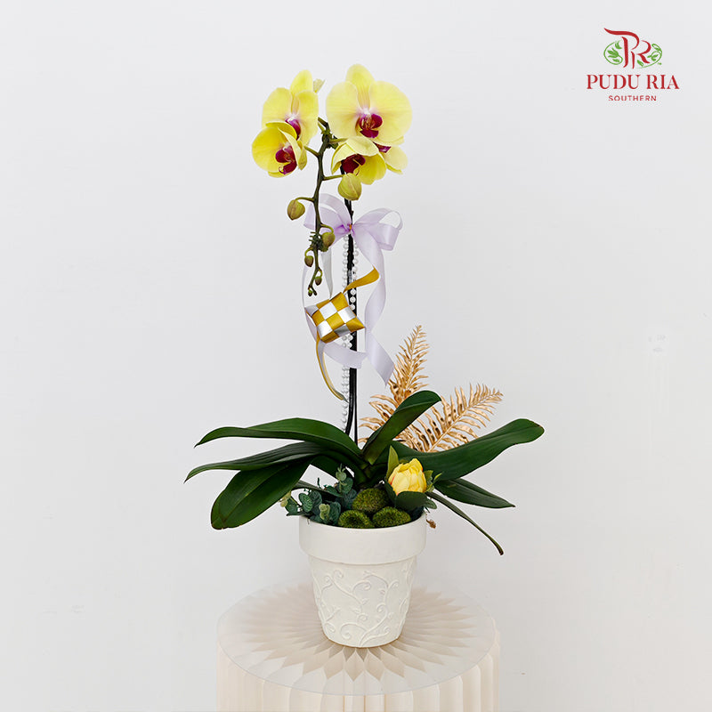 Hari Raya Arrangement - Phalaenopsis Orchid