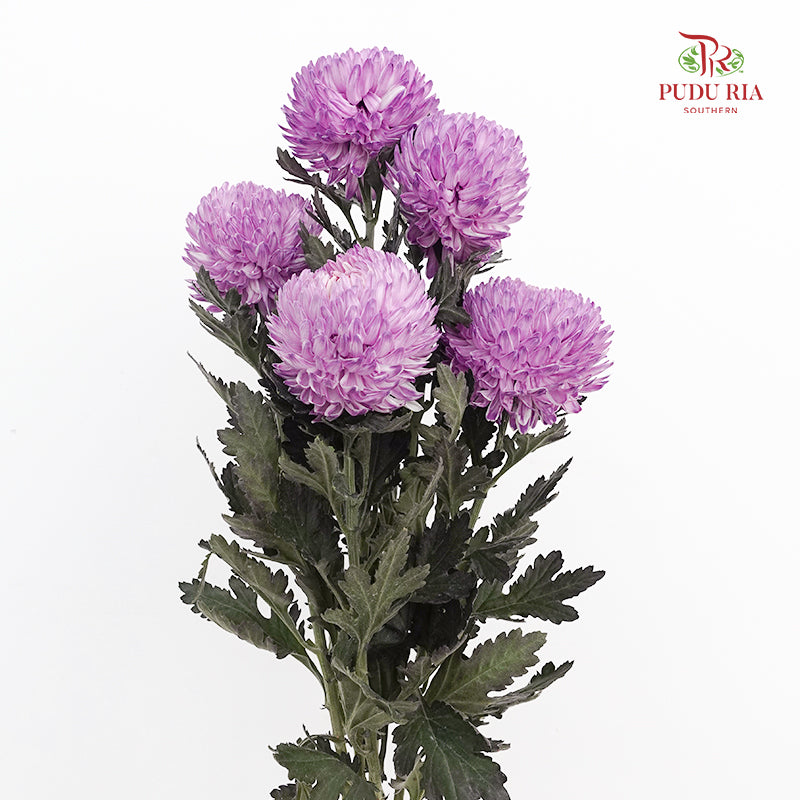 Peony Chrysanthemum Dyed Purple 牡丹菊 - (5 Stems)