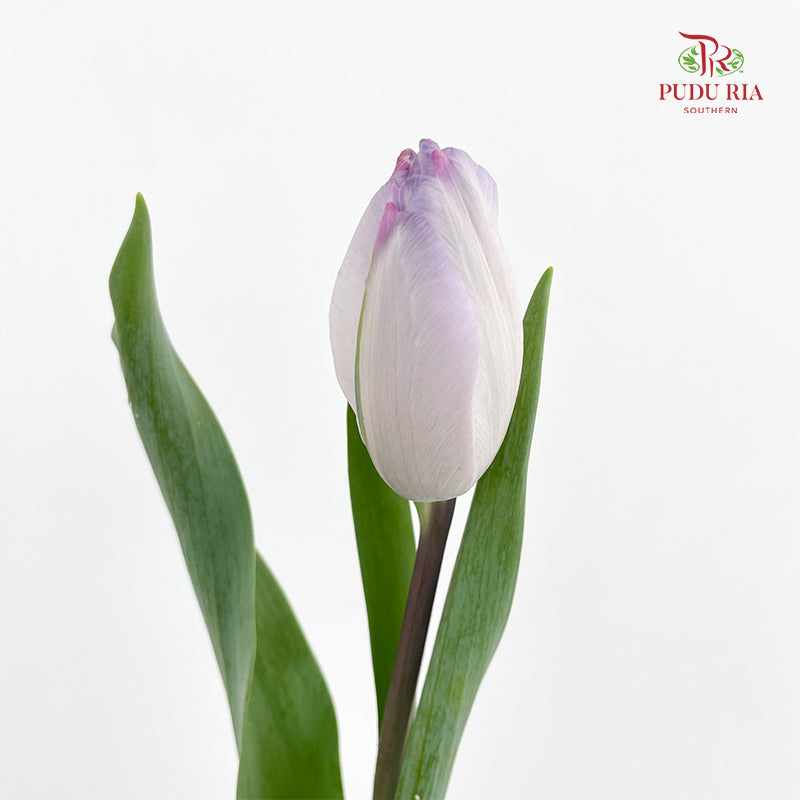 Tulip Purple 郁金香 - (8-10 Stems)