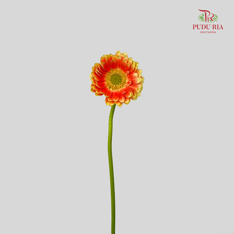Gerbera Mini Tompouce - (5 Stems)