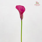 Calla Lily Pink 海芋 - (5 Stems)