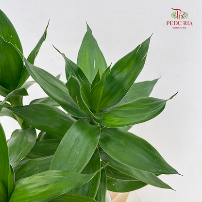 Hydro Dracaena Bamboo