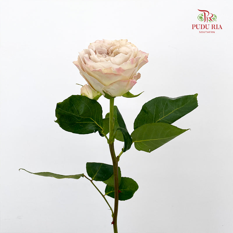 Rose Westminister Abbey - (10 Stems)