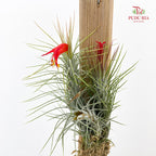 Tillandsia Ionantha (Hanging)