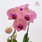 Phalaenopsis Orchid Pink Center Purple Big Single Stem