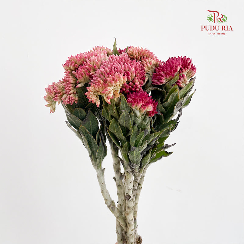 Syncarpha Milleflorum - (Per Bundle)