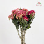 Syncarpha Milleflorum - (Per Bundle)