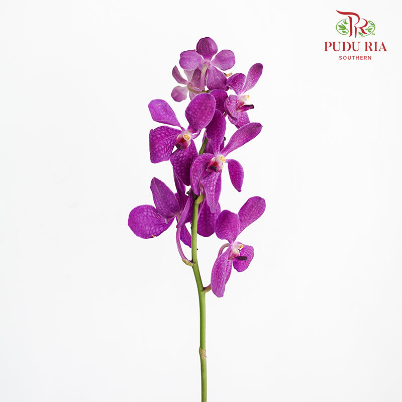 Mokara Orchid Purple (L) - Pudu Ria Florist Southern