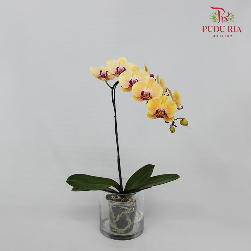Phalaenopsis Orchid Yellow Orange Big Single Stem