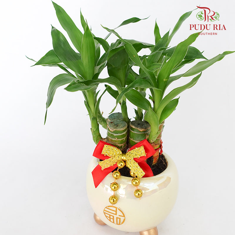 CNY Potted Plant Arrangement 2024#10