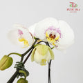 Phalaenopsis Orchid White With Purple Spots Without Pot / Per Stem (L) - Pudu Ria Florist Southern