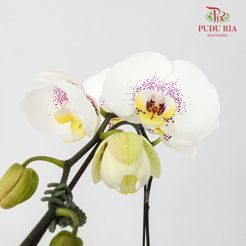 Phalaenopsis Orchid White With Purple Spots Without Pot / Per Stem (L) - Pudu Ria Florist Southern