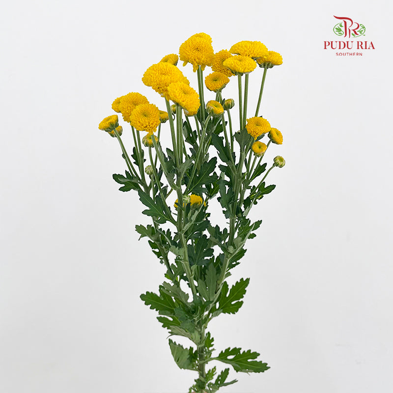 Chrysanthemum Santini / Calimero Mini Button Yellow