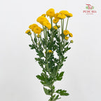Chrysanthemum Santini / Calimero Mini Button Yellow