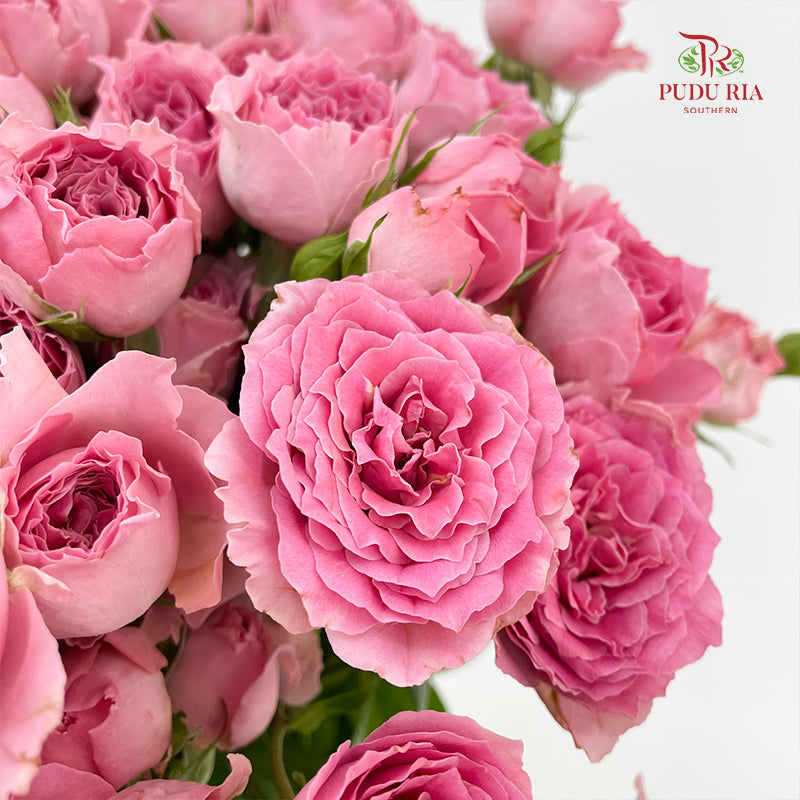 Rose Spray Cheering Squad Pink - (8-10 Stems)