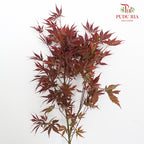 Maple Leaf - Pudu Ria Florist Southern