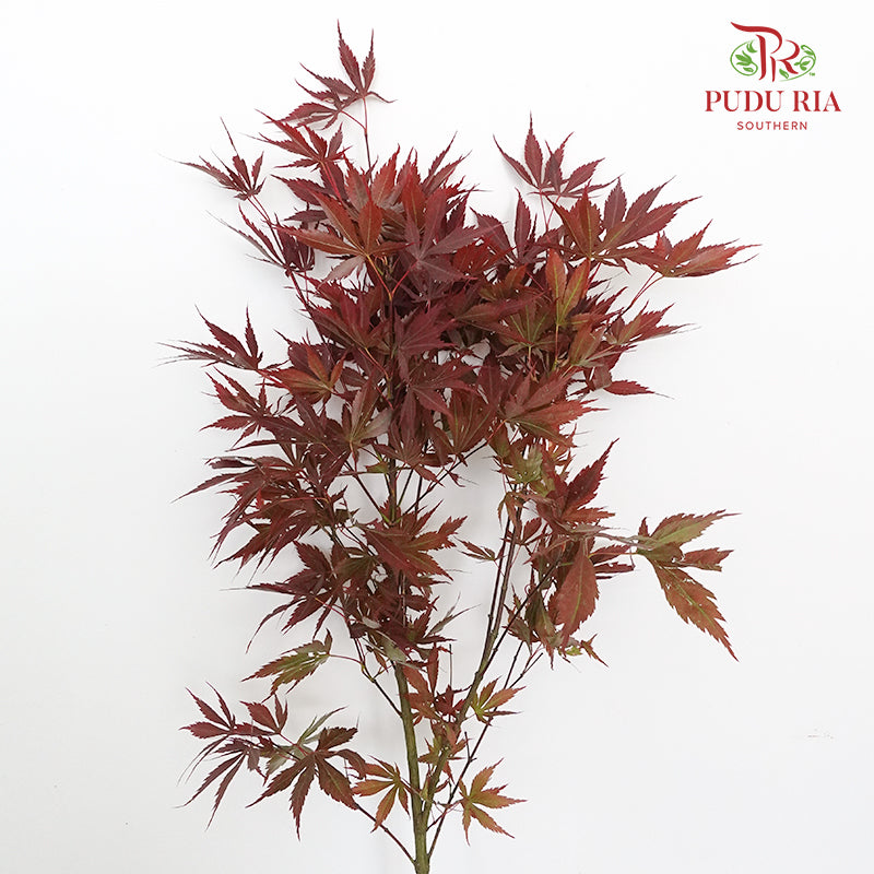 Maple Leaf - Pudu Ria Florist Southern