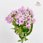 Pericallis Pink - (2 Stems)