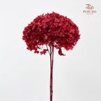 Preservative Hydrangea Small Petal - Deep Red
