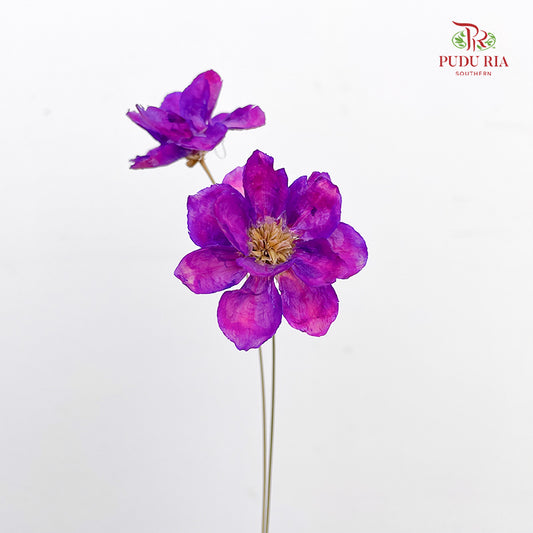 Dry New Wax Flower - Purple