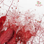 Dry Cotinus Red - Pudu Ria Florist Southern
