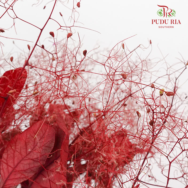 Dry Cotinus Red - Pudu Ria Florist Southern