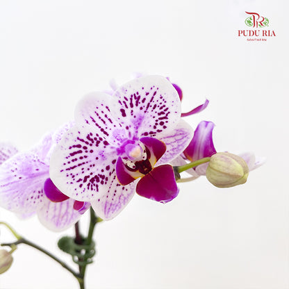Phalaenopsis Orchid White With Purple Dots