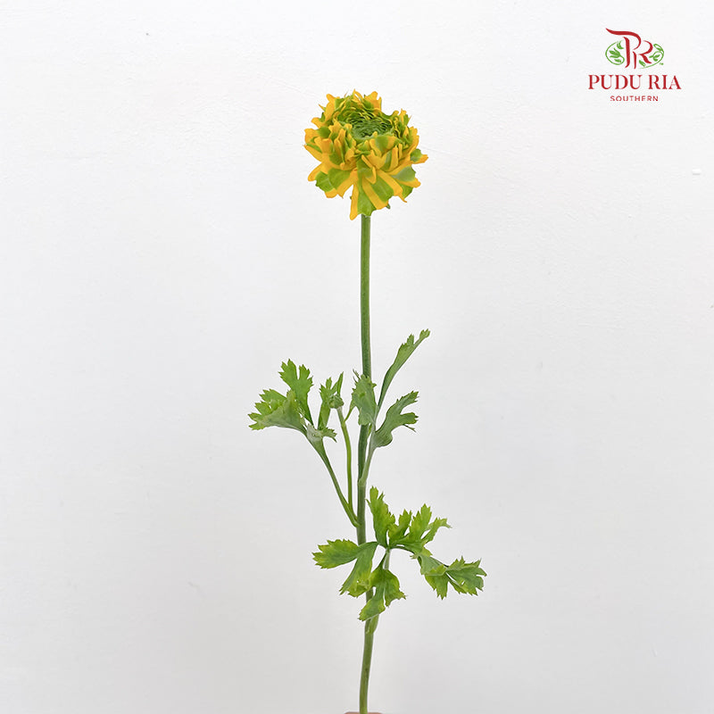 Ranunculus Fairyland Yellow 洋牡丹 - (8-10 Stems)