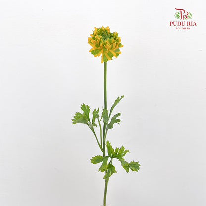 Ranunculus Fairyland Yellow 洋牡丹 - (8-10 Stems)
