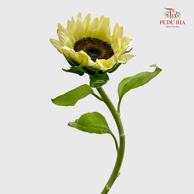 Sunflowers Yellow 向日葵 - (5 Stems)