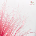 Dry Stipa Grass (Feather Grass) Pink