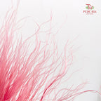 Dry Stipa Grass (Feather Grass) Pink