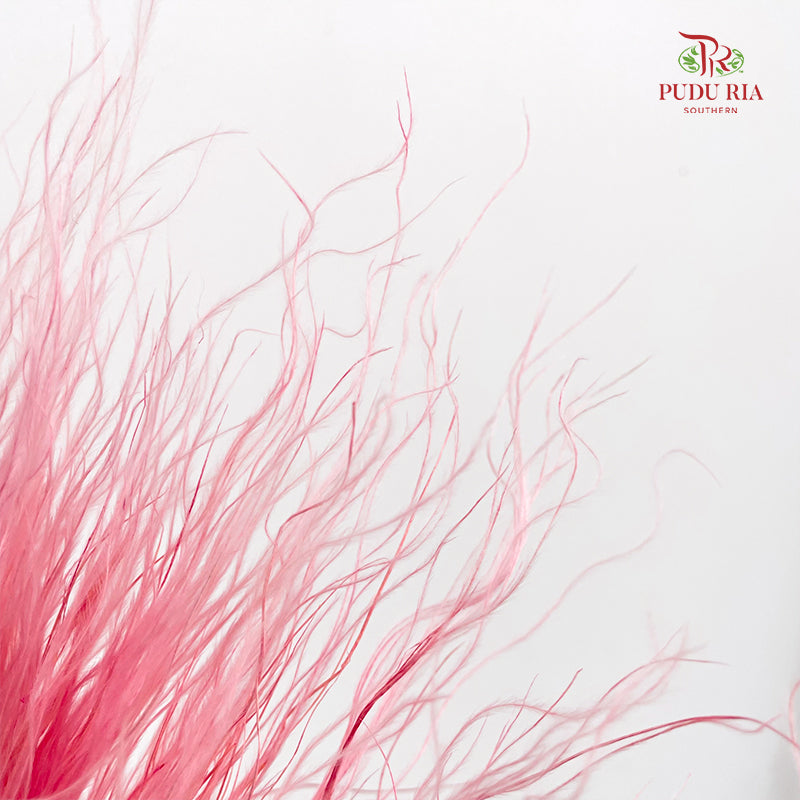 Dry Stipa Grass (Feather Grass) Pink