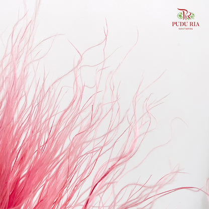 Dry Stipa Grass (Feather Grass) Pink