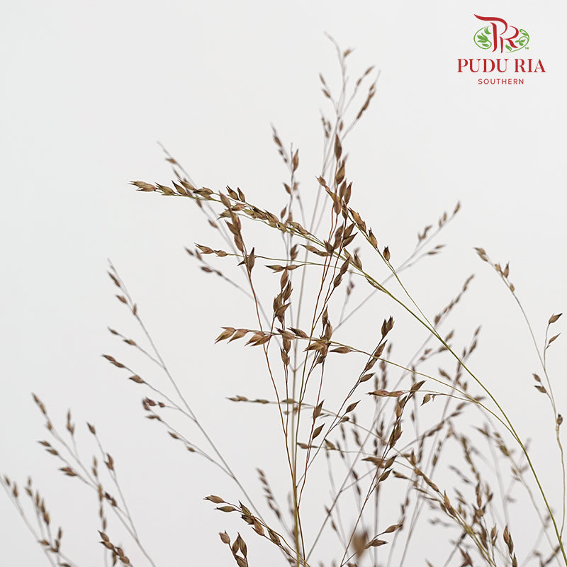 Switchgrass (Ornamental grass) 柳枝稷 - (Per Bundle)