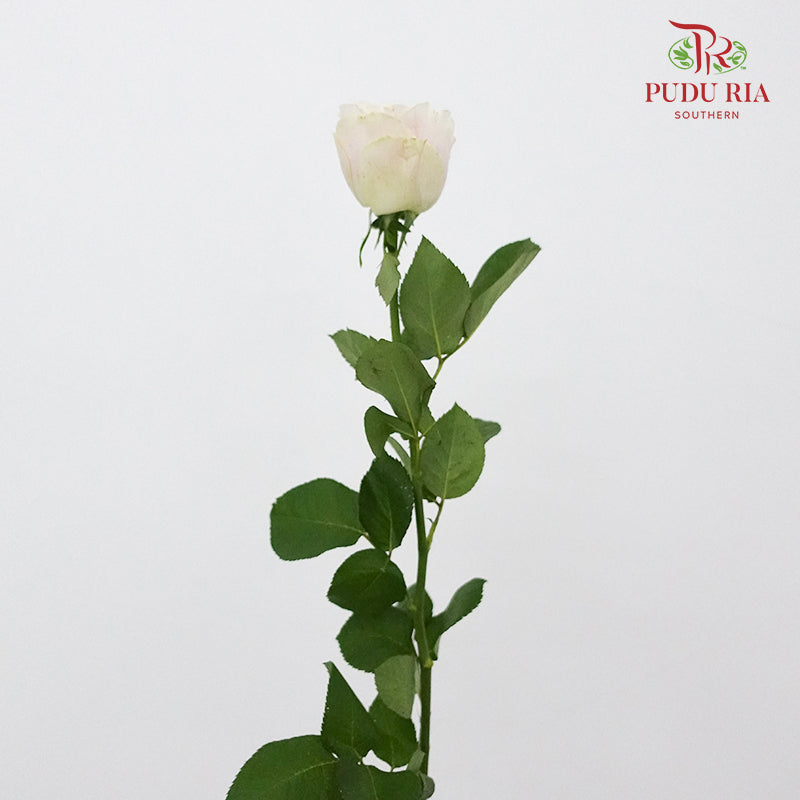 Rose Milky Tea (8-10 Stems) - Pudu Ria Florist Southern