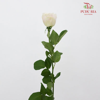 Rose Milky Tea (8-10 Stems) - Pudu Ria Florist Southern