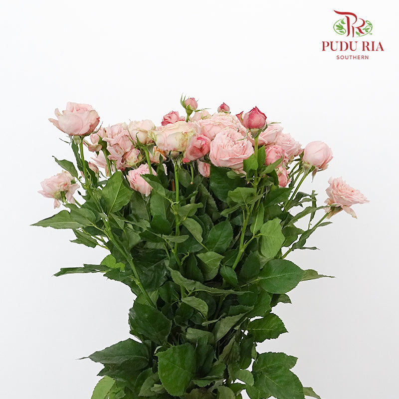 Rose Spray premium Soft Pink (8-10 Stems) - Pudu Ria Florist Southern
