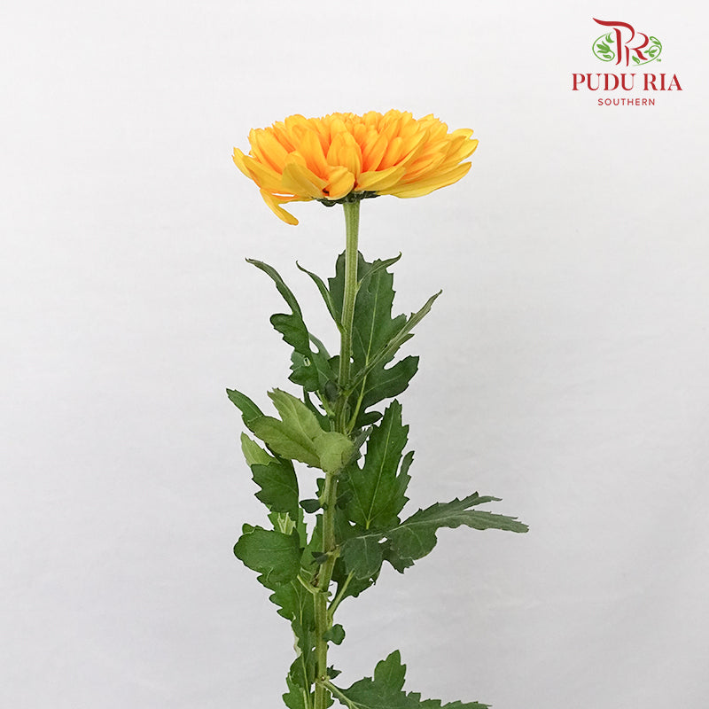 Taiwan Mum Chrysanthemum Orange (6 Stems) - Pudu Ria Florist Southern