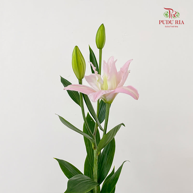 Rose Lily Soft Pink 玫瑰百合 - (5 Stems)
