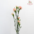 Carnation Spray Champagne  (18-20 Stems) - Pudu Ria Florist Southern