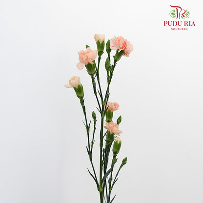 Carnation Spray Champagne  (18-20 Stems) - Pudu Ria Florist Southern