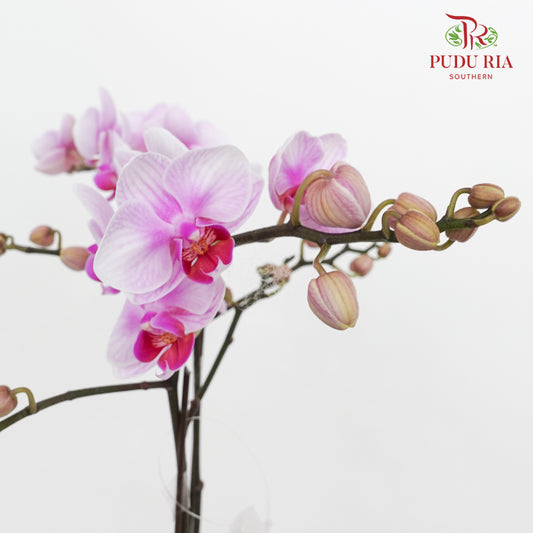 Phalaenopsis Orchid White Purple Mini Double Stem #1